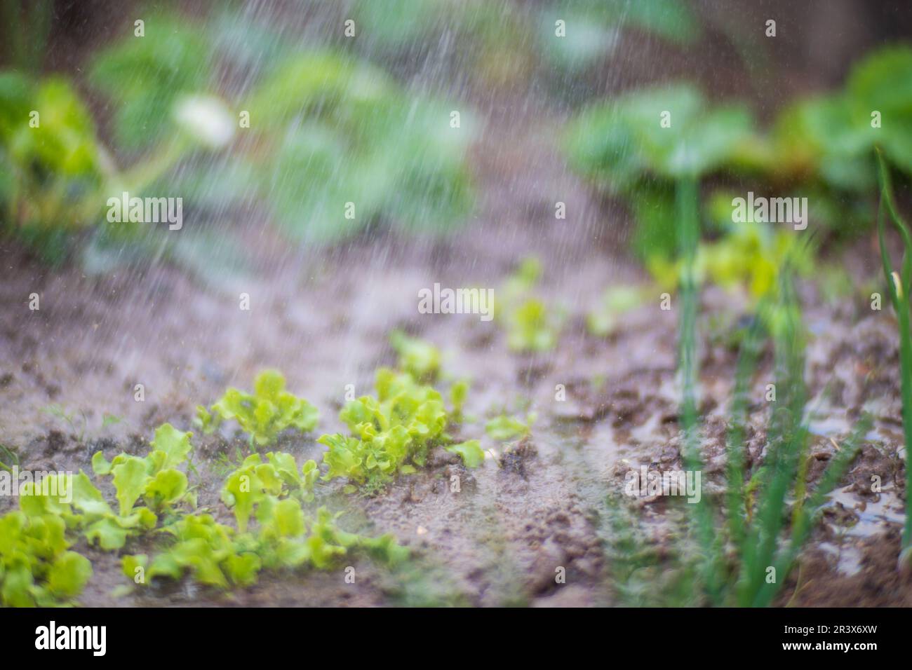 Watering vegetable plants on a plantation in the summer heat. Drops of