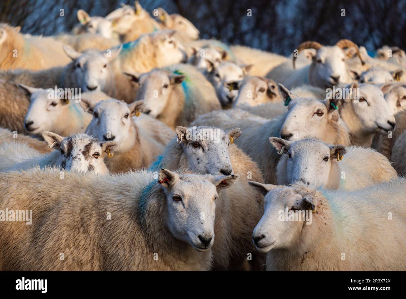 rebaño de ovejas, Skinidin, Loch Erghallan, isla de Skye, Highlands, Escocia, Reino Unido. Stock Photo