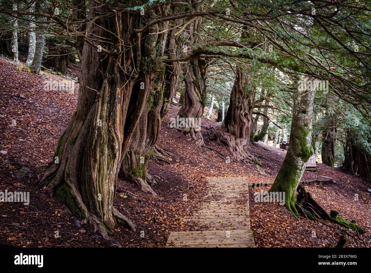 Centennial yews, Tejeda de Tosande. Fuentes Carrionas Natural Park, Fuente Cobre- Palentina Mountain. Palencia, Spain. Stock Photo