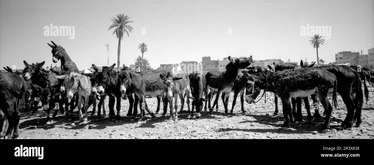 Fes el Bali. Fez.Ciudad Imperial.Marruecos.Africa. Stock Photo