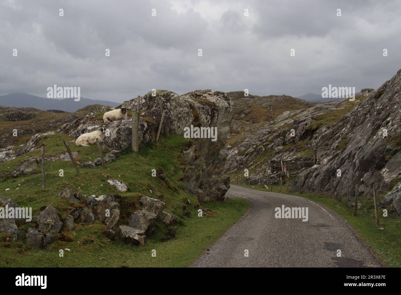 Sheep on rocky outcrop Stock Photo - Alamy