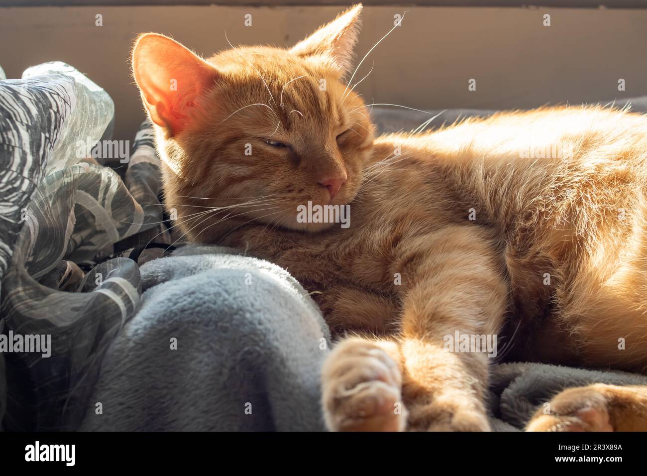 Cute ginger cat sleeping on a blanket in sunlight close up Stock Photo ...