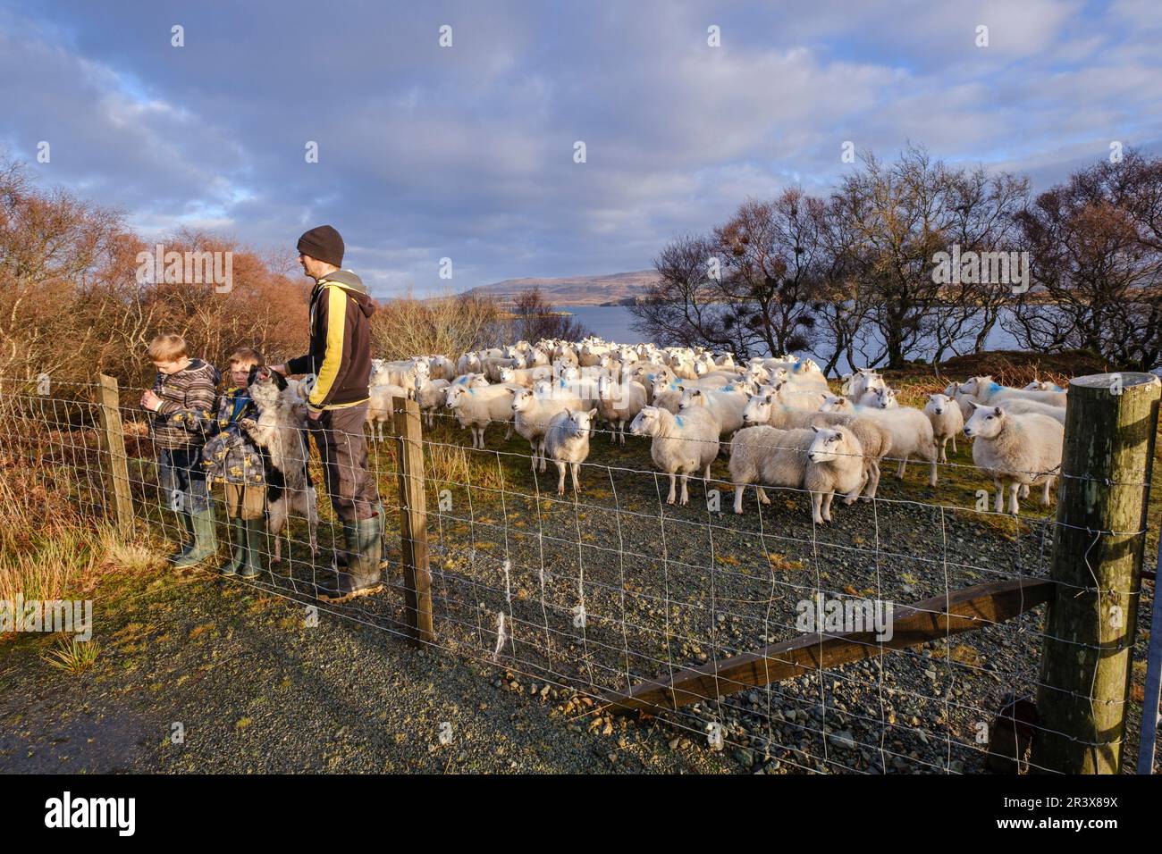 pastor y sus hijos junto a un rebaño de ovejas, Skinidin, Loch Erghallan, isla de Skye, Highlands, Escocia, Reino Unido. Stock Photo