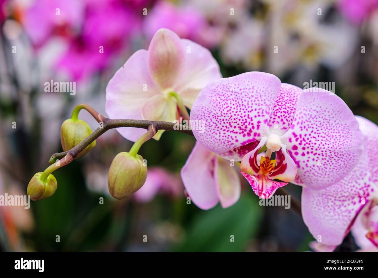 orchid, Phalaenopsis, Mallorca, Balearic Islands, Spain. Stock Photo