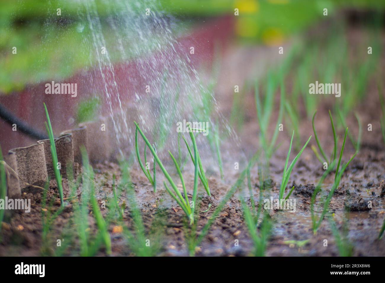 Watering vegetable plants on a plantation in the summer heat. Drops of