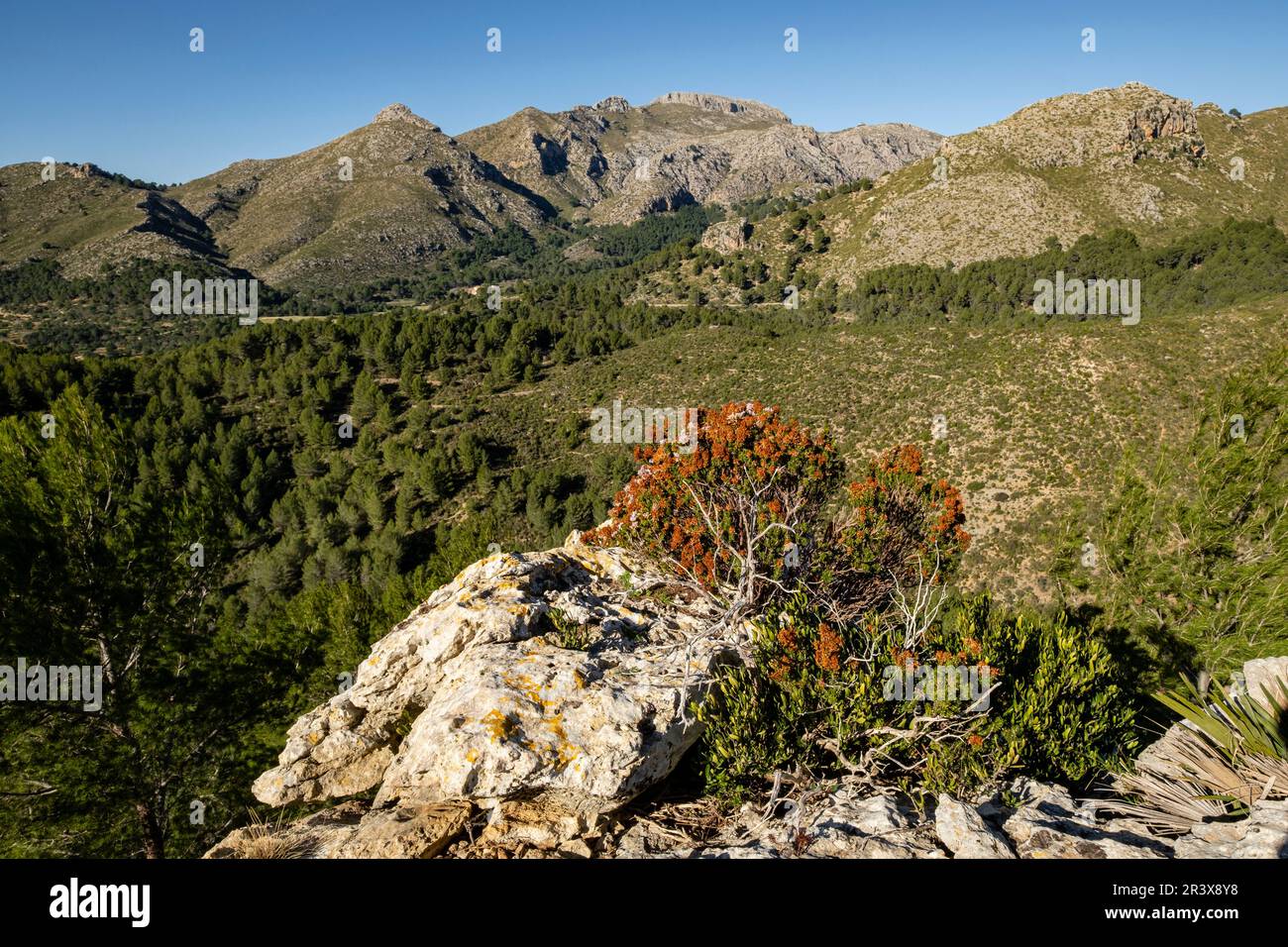 Mola de s'Esclop, 926 metros de altura, Sierra de Tramuntana, Mallorca, Balearic Islands, Spain. Stock Photo