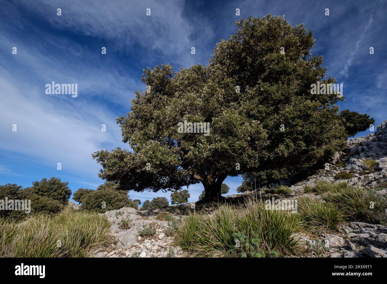 Holm oak, Quercus ilex, typical specimen, Son Nebot ridge, Escorca ...