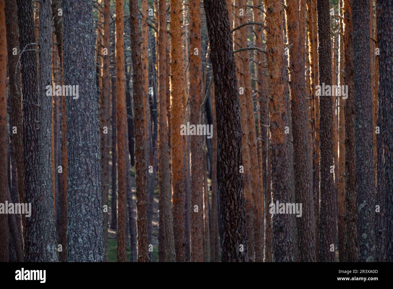 bosque de pino silvestre , Pinus sylvestris,Navaleno, Soria, Comunidad Autónoma de Castilla, Spain, Europe. Stock Photo