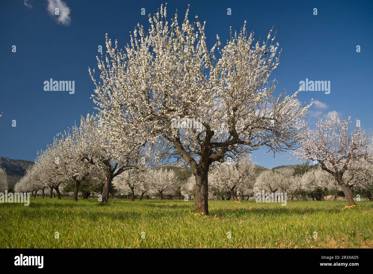 Primavera en mallorca hi-res stock photography and images - Alamy