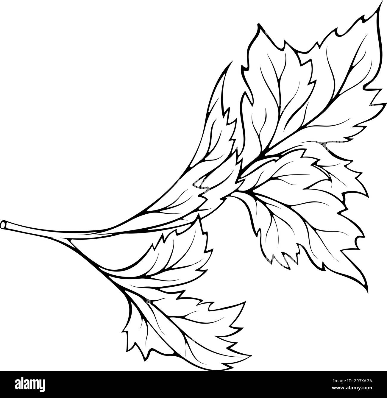 Parsley branch line art Stock Vector Image & Art Alamy