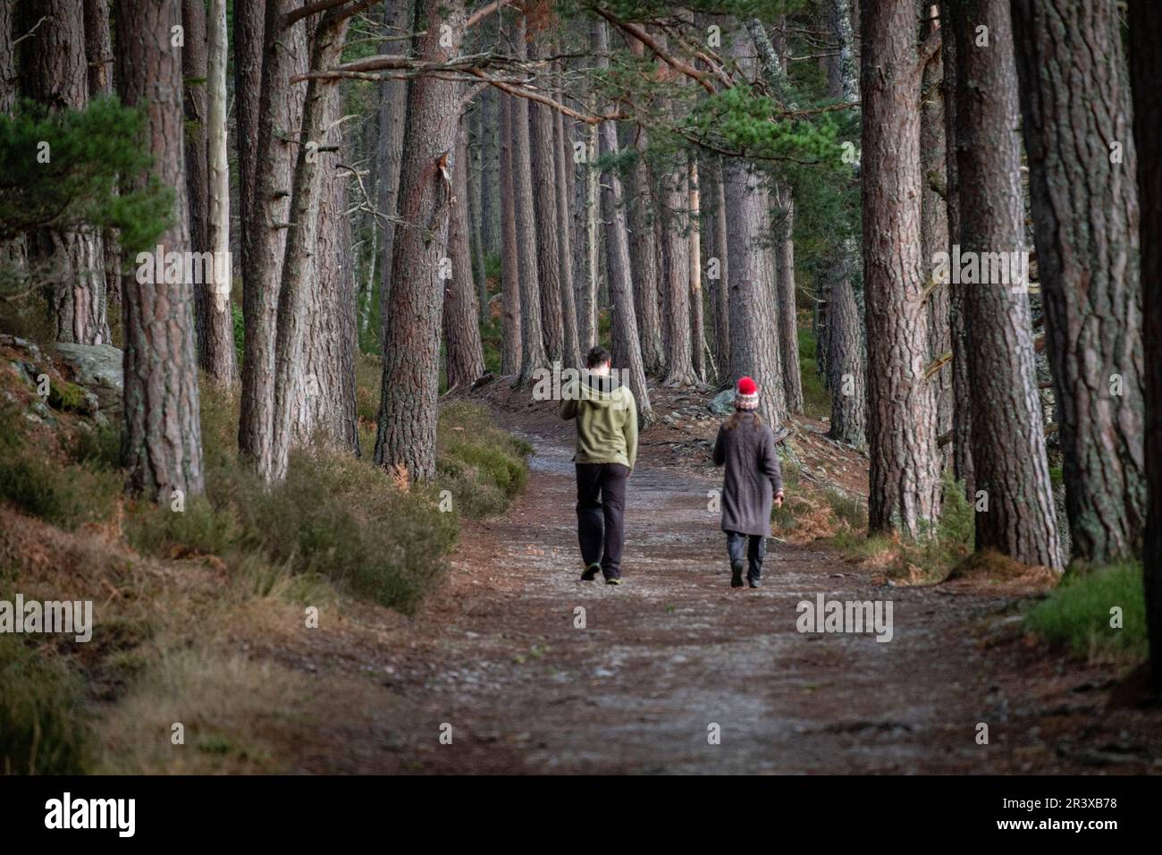 pareja caminando en la senda, bosque de Rothiemurchus, Loch an Eilein, Parque Nacional de Cairngorms, Highlands, Escocia, Reino Unido. Stock Photo
