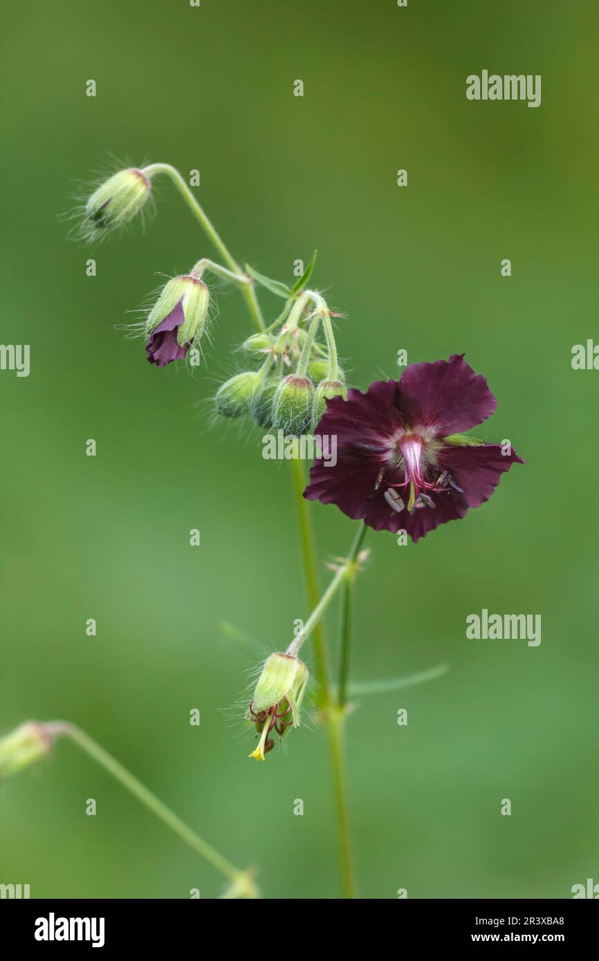 Geranium phaeum, known as Dusky cranesbill, Mourning widow, Dusky cranesbill, Dusky crane's-bill Stock Photo