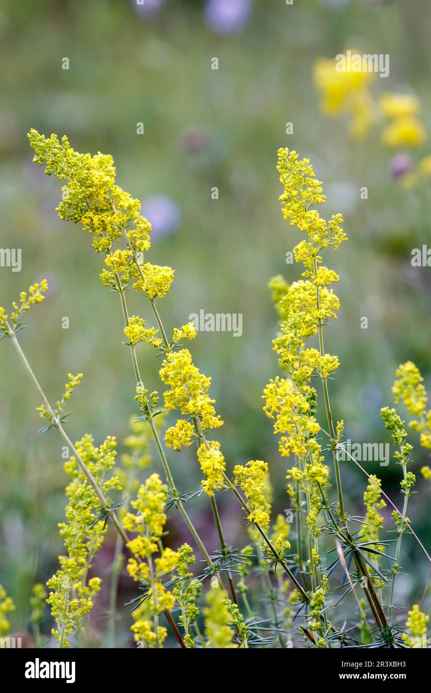Galium verum, known as Lady's bedstraw, Yellow bedstraw, Cleaver Stock