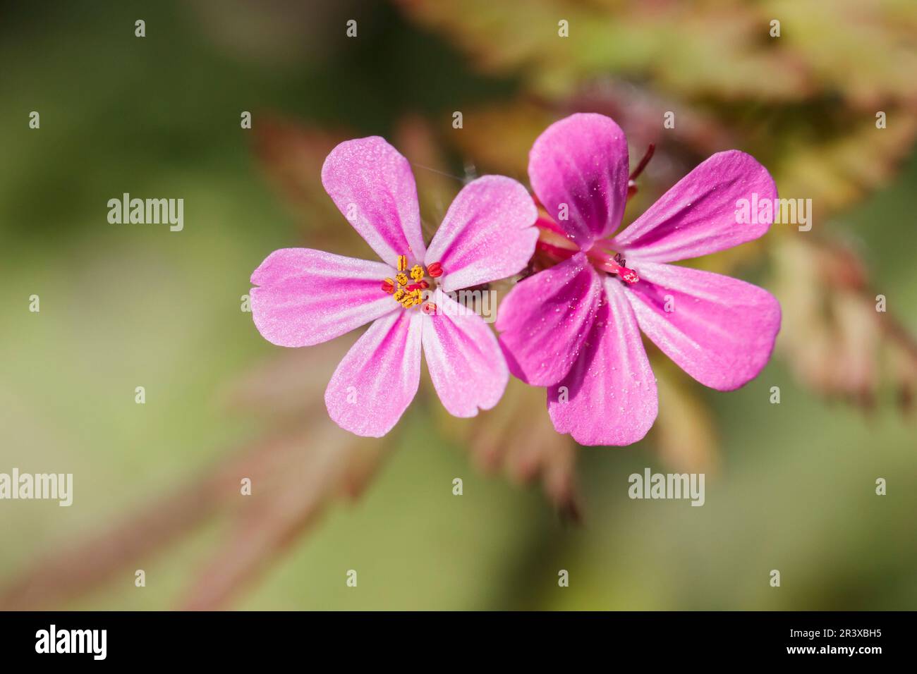 Storks Robin Geranium robertianum, known as Robert Geranium, Herb-Robert, Red Robin ...