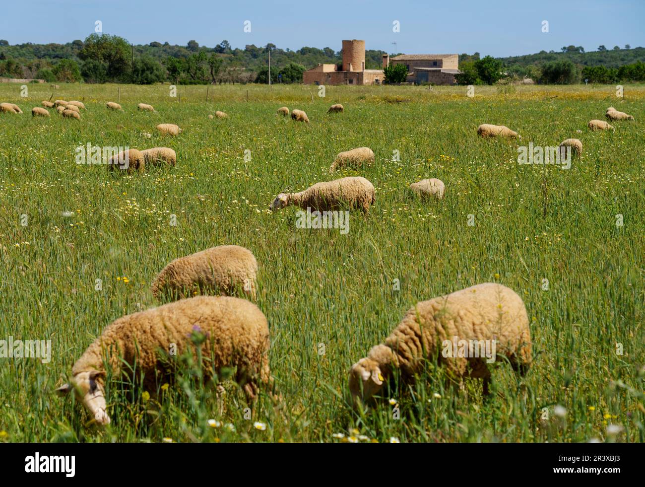flock of sheep in a green field, Campos, Majorca, Balearic Islands, Spain. Stock Photo