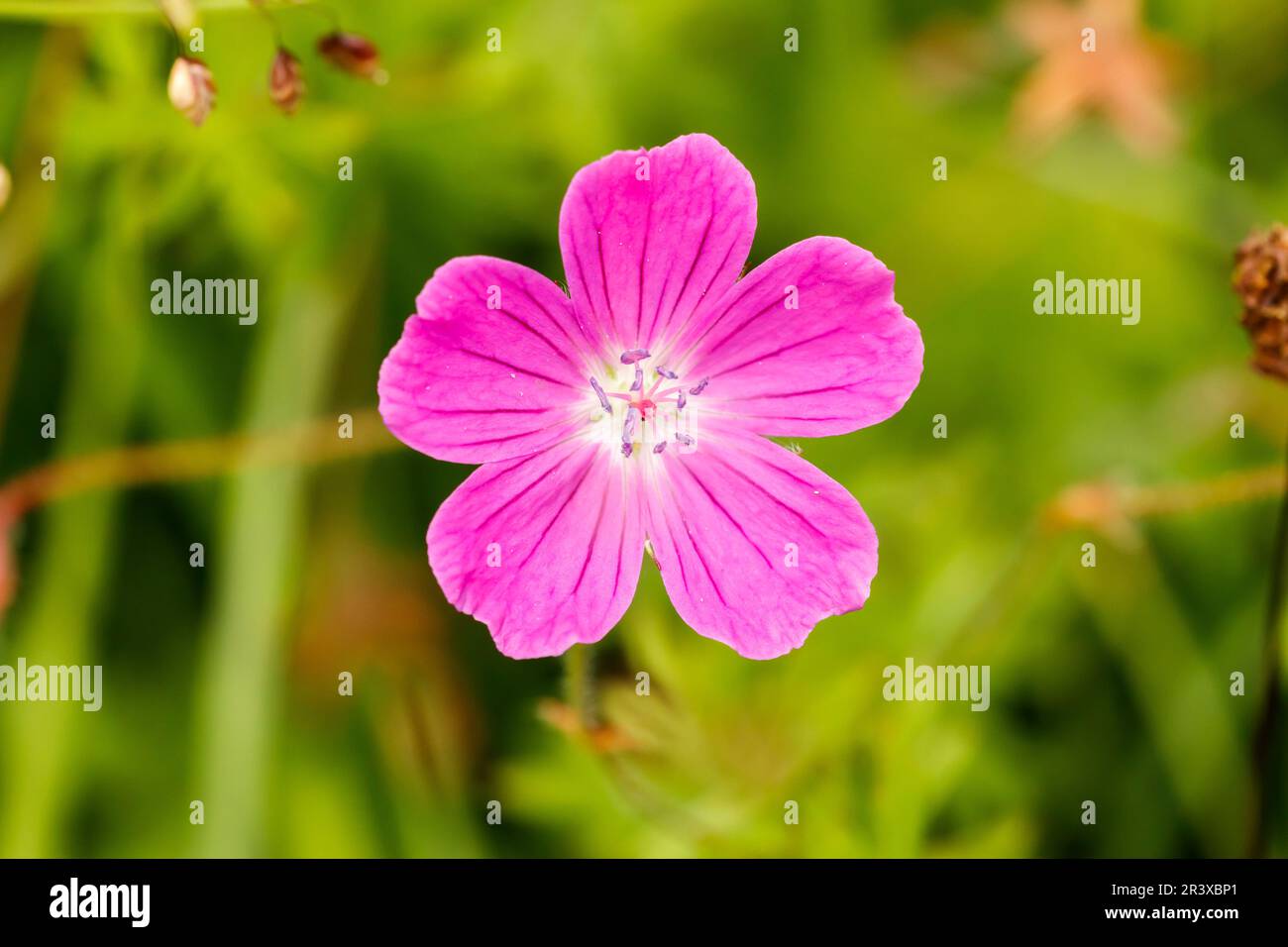 Geranium sanguineum, known as Bloody crans-bill, Bloody cranesbill