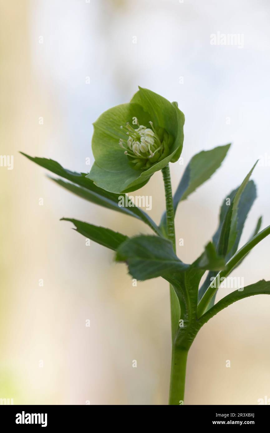 Helleborus niger, ssp. occidentalis, known as Green hellebore, Bear's foot, Bear's-foot, Hellebore Stock Photo