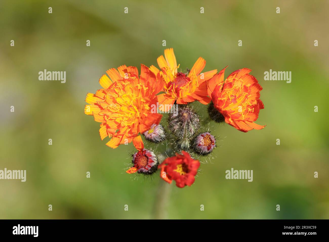 Hieracium aurantiacum, common names are Orange hawkweed, Tawny hawkweed