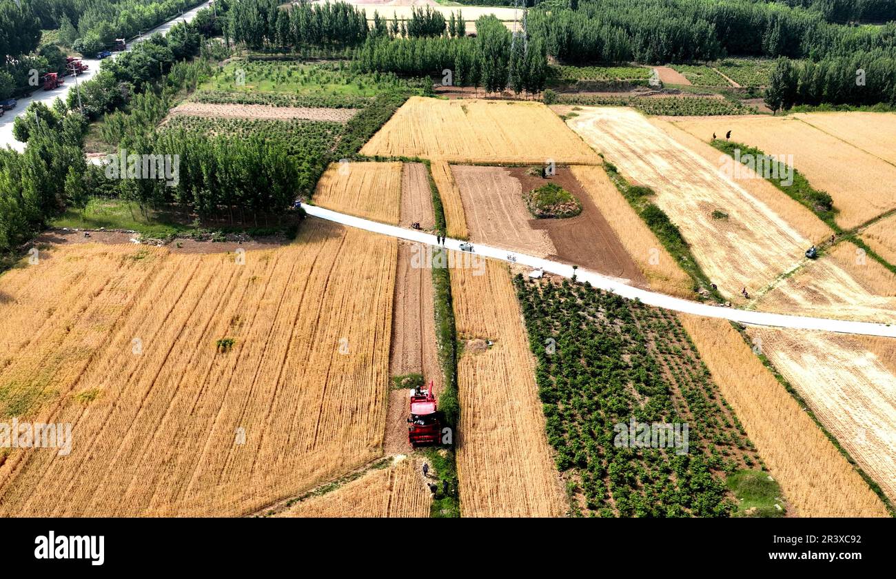 ZOUPING, CHINA - MAY 25, 2023 - Farmers harvest wheat with large agricultural machinery in Dongwoduo village of Qingyang Township in the mountains of Stock Photo