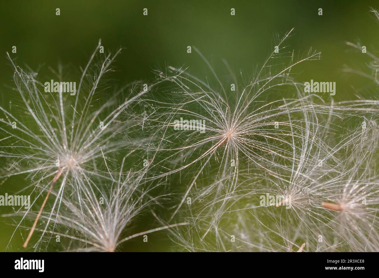 Leontodon, commonly known as the Dandelion, Seed-head Stock Photo