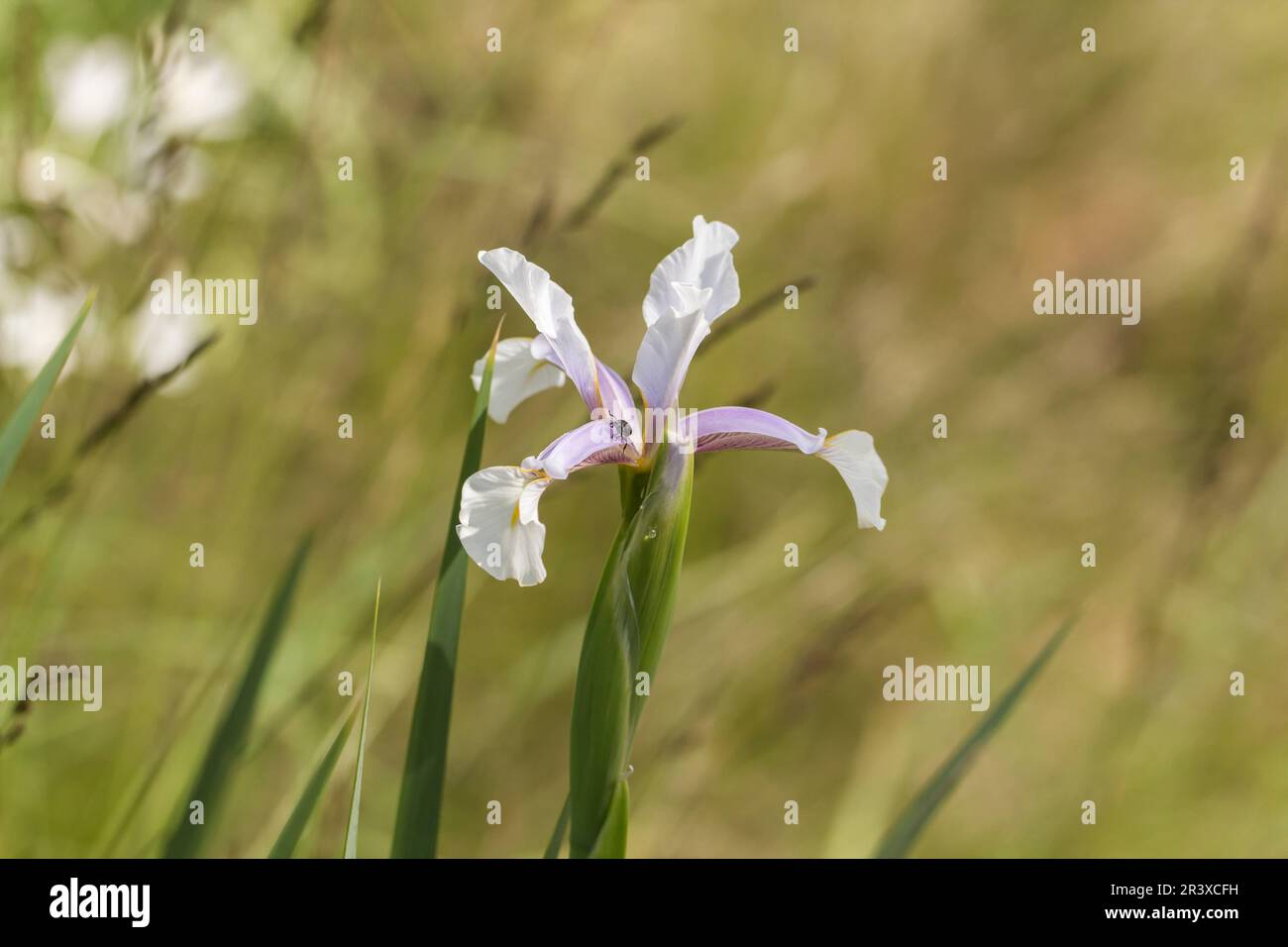 Iris musulmania, ssp. muselmanica, syn. Iris spuria Stock Photo