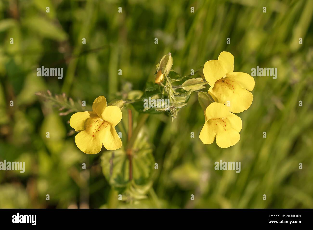 Mimulus guttatus, known as Seep monkeyflower, Common yellow monkeyflower Stock Photo