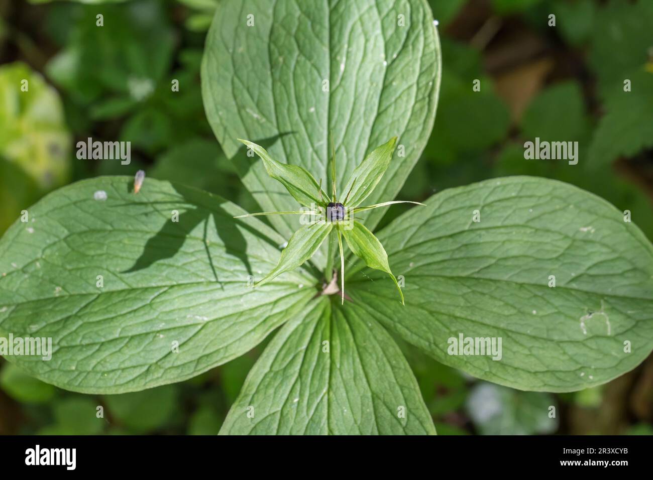 Paris quadrifolia, Einbeere, Vierblättrige Einbeere Paris quadrifolia