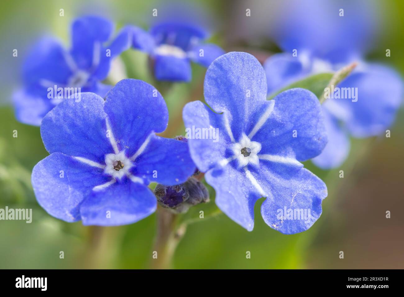 Omphalodes verna, known as the Creeping navelwort, Blue-eyed-Mary Stock Photo