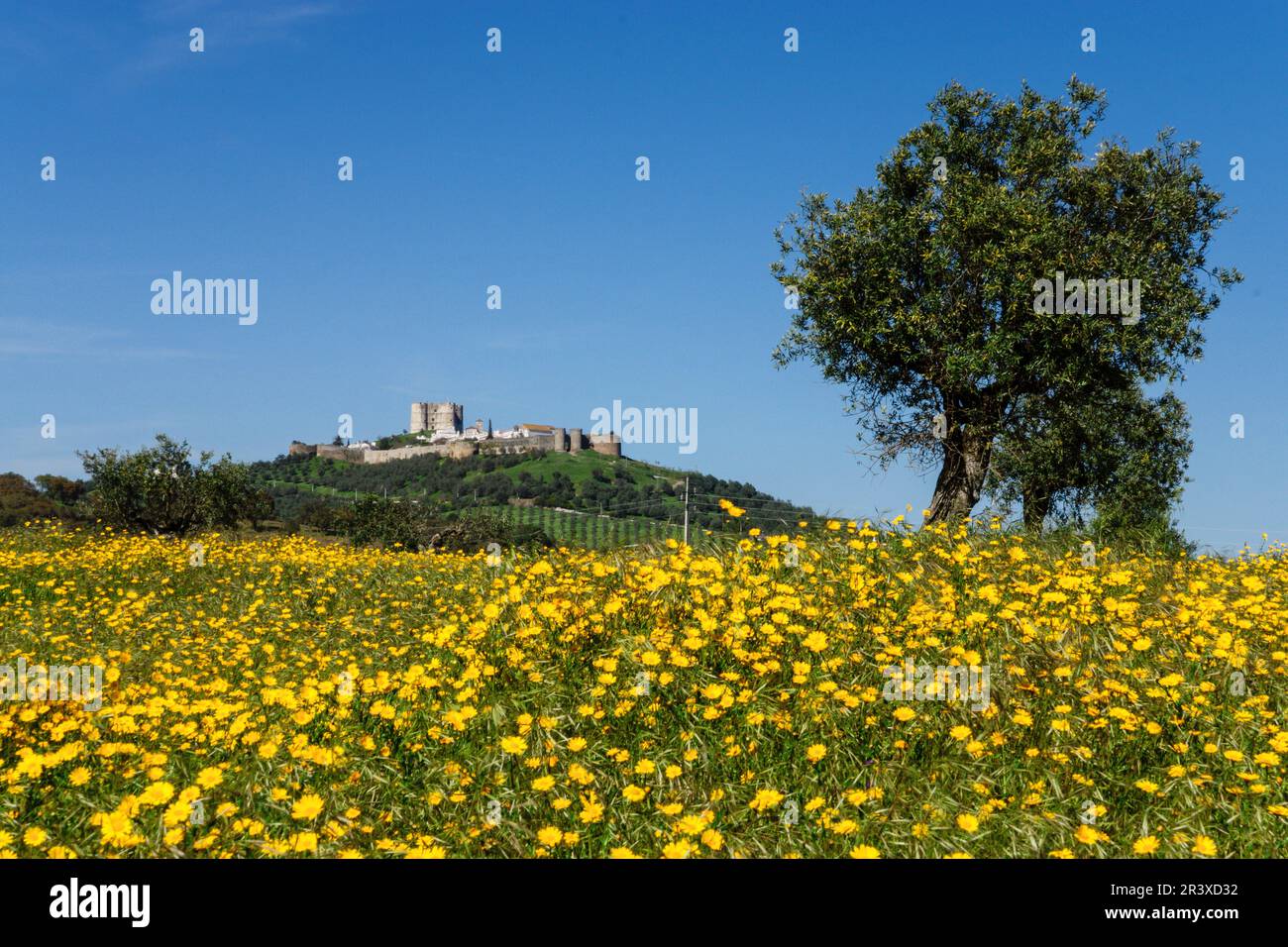 campo florido y castillo, Evoramonte ( concejo de Estremoz), Alentejo, Portugal, europa. Stock Photo