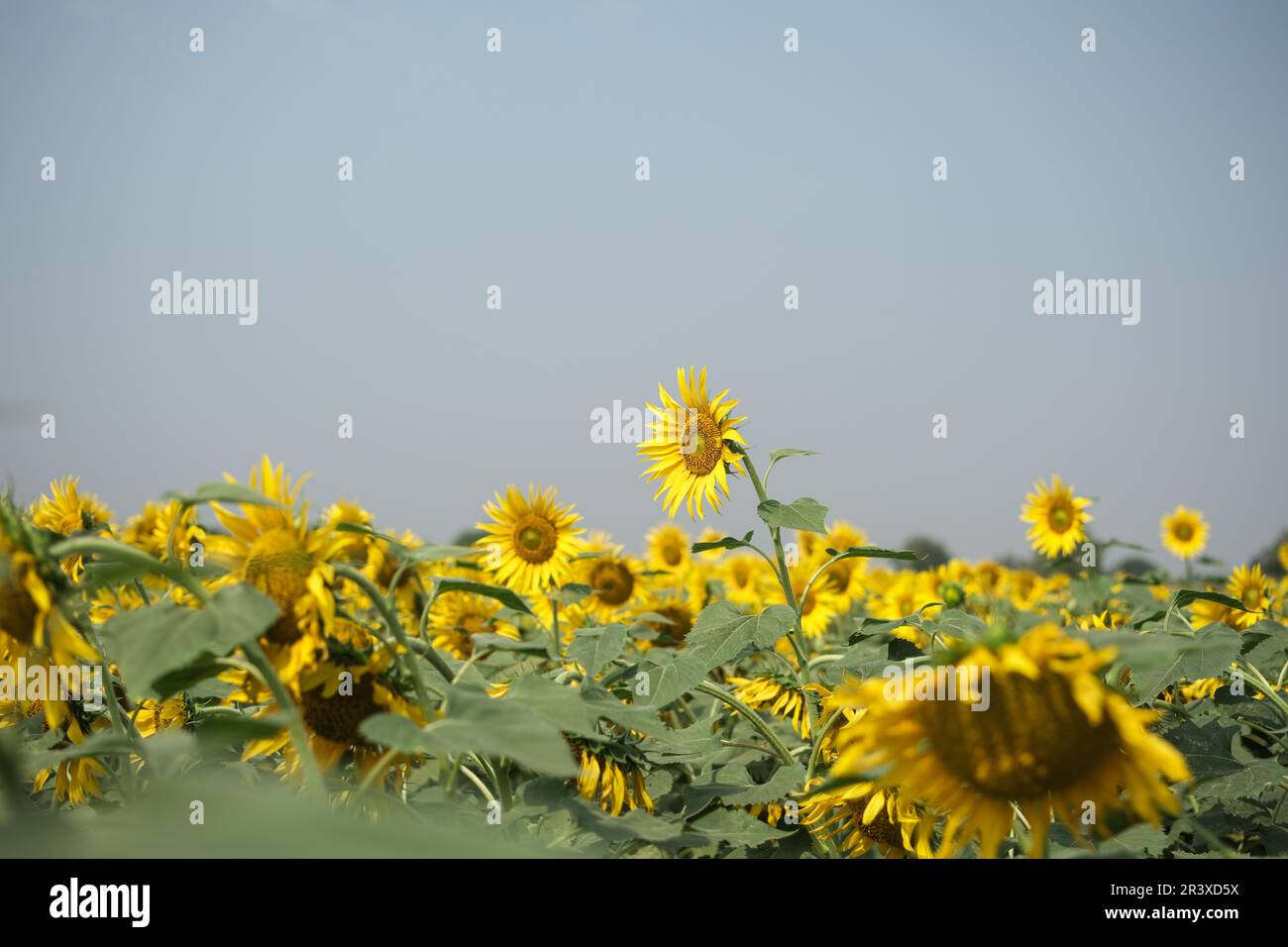 Bright sunflower flowers on a light beige . natural background, web banner. top view.''selective focus'' ''shallow depth of field'' ''follow focus'' Stock Photo