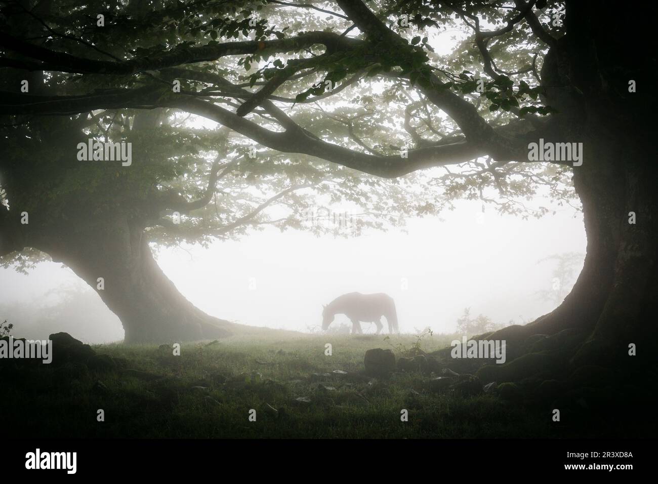 caballo bajo las hayas, fagus Sylvaticus, parque natural Gorbeia,Alava- Vizcaya, Euzkadi, Spain. Stock Photo