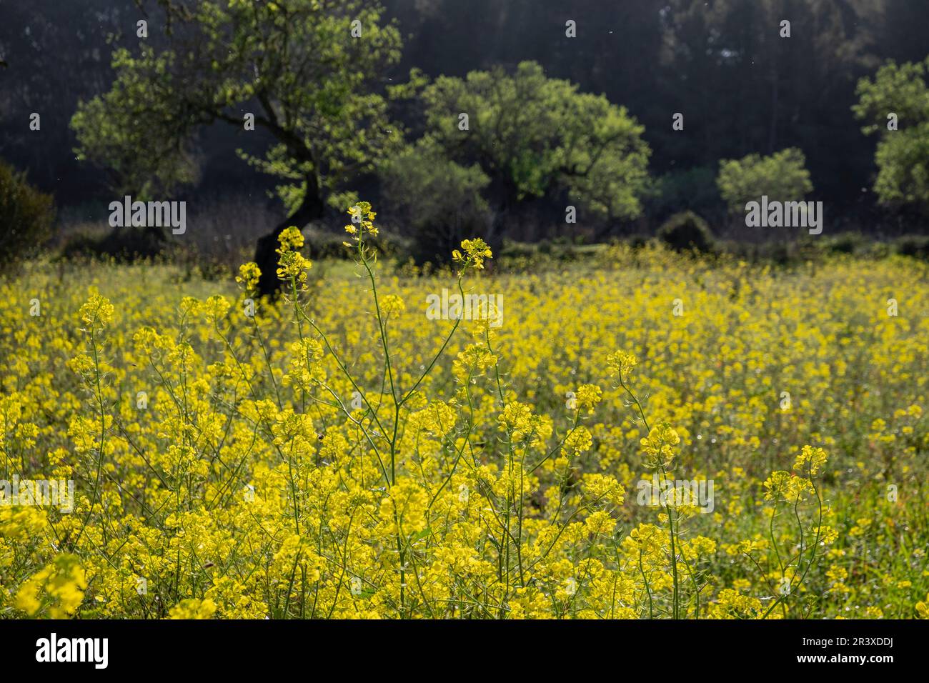 Rapeseed cultivation field hi-res stock photography and images - Alamy