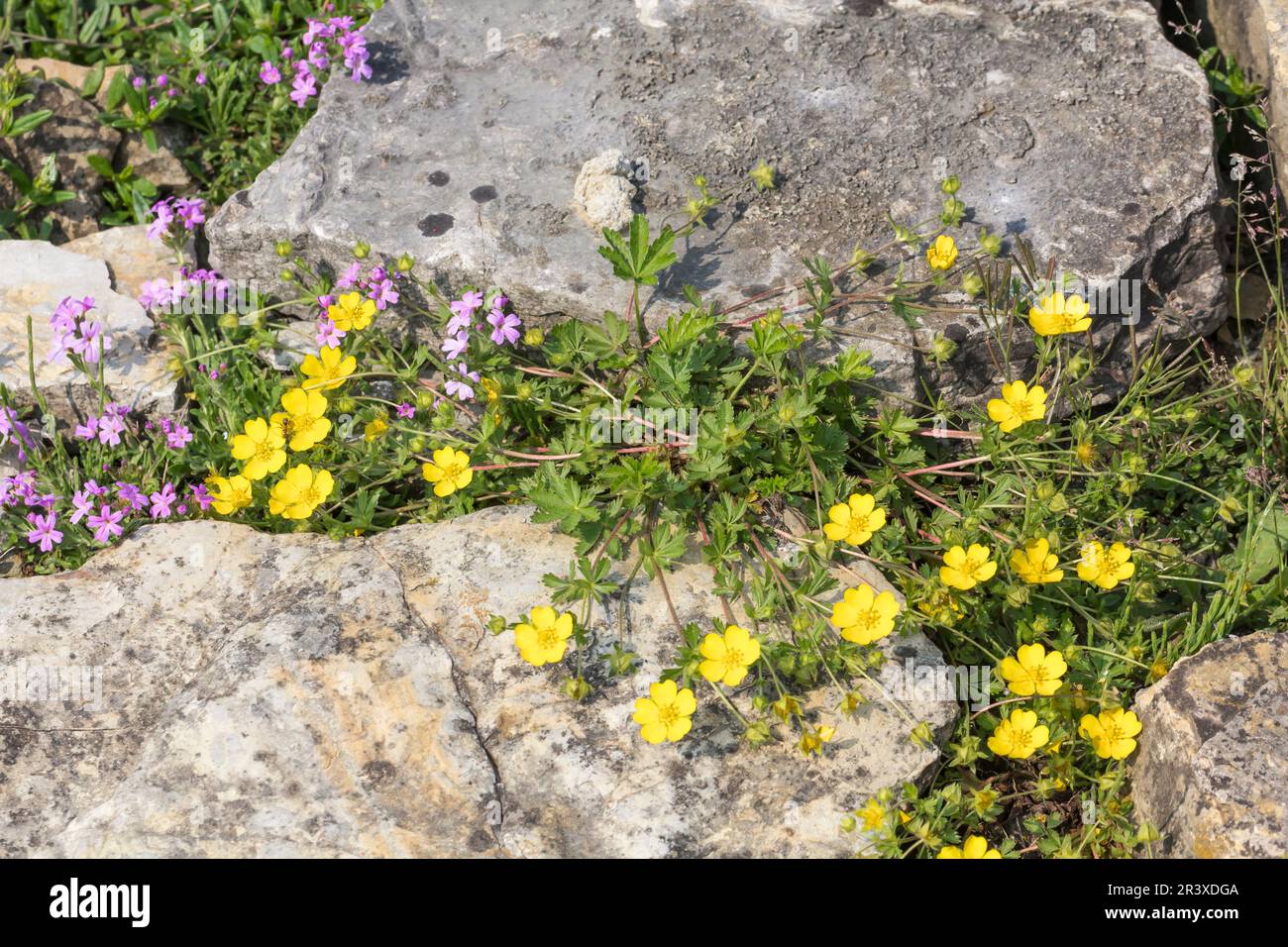 Seven leaved cinque foil hires stock photography and images Alamy
