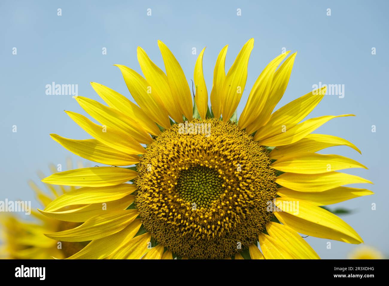 Bright sunflower flowers on a light beige . natural background, web banner. top view.''selective focus'' ''shallow depth of field'' ''follow focus'' Stock Photo