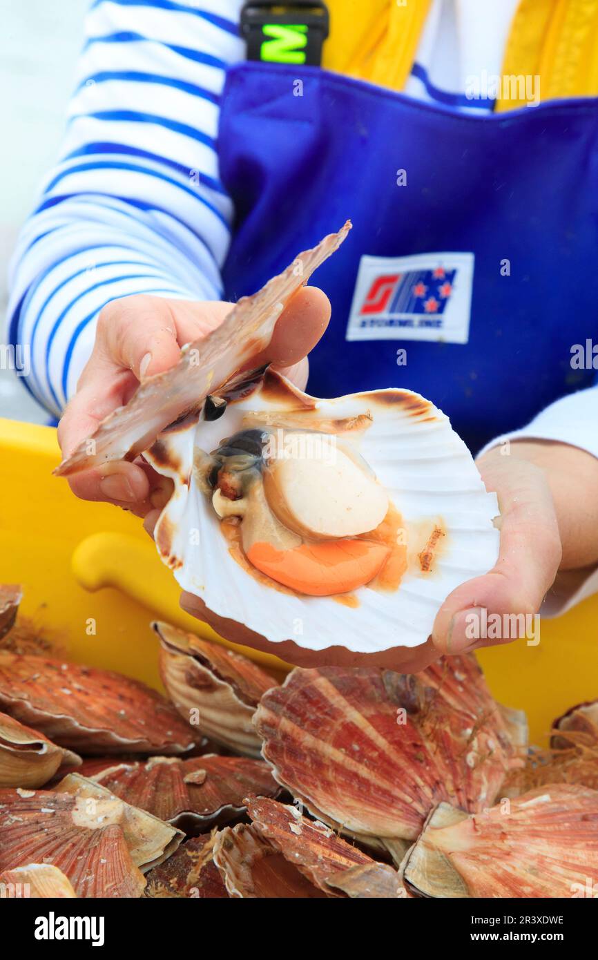 Scallops in a fish shop. Fishmonger holding an open scallop in his