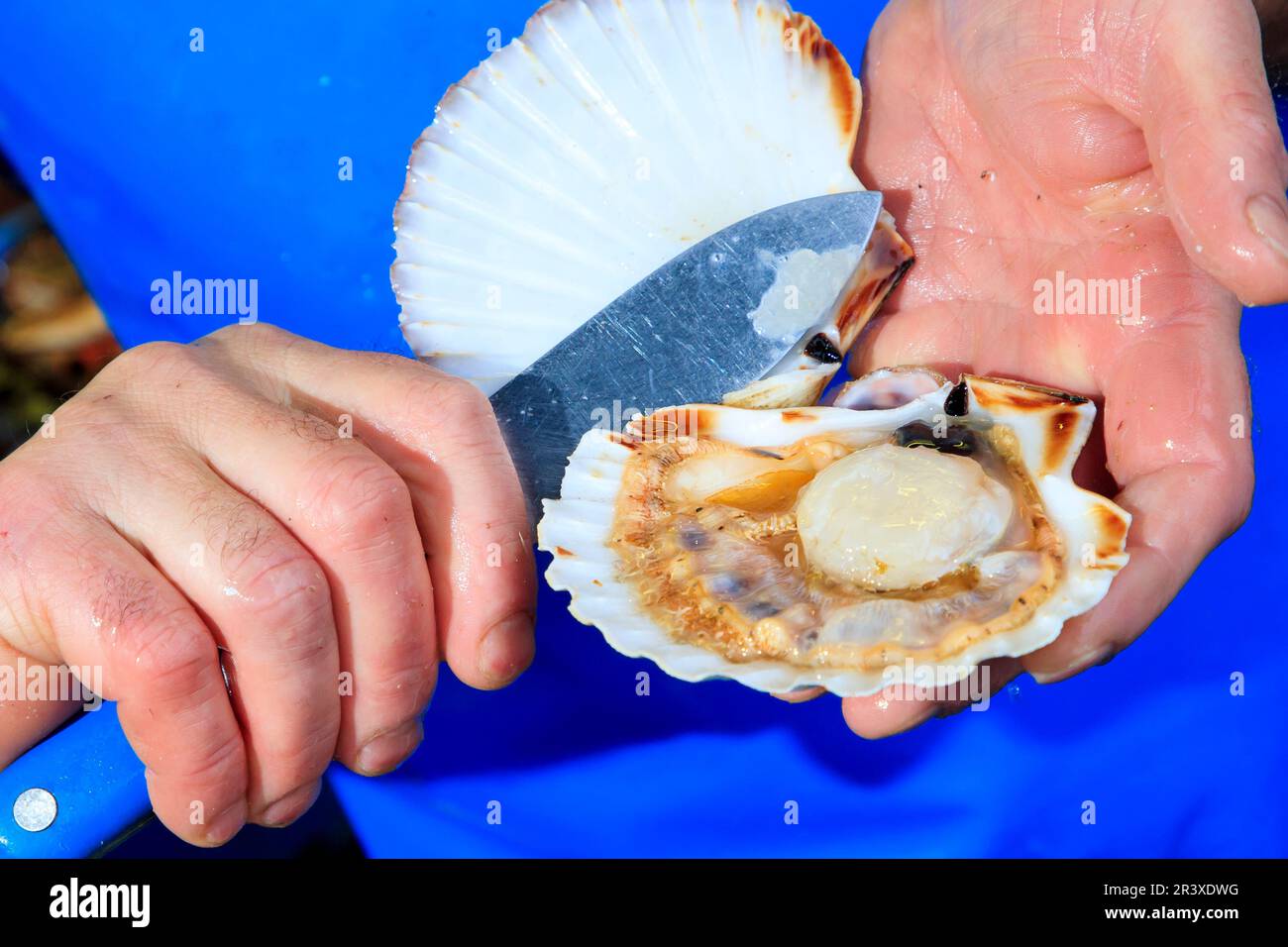 Scallop in a fish shop. Fishmonger holding an open scallop in his hands Stock Photo
