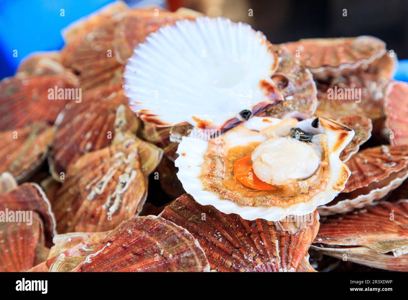 Scallops in a fish shop. Closeup of an open scallop Stock Photo Alamy