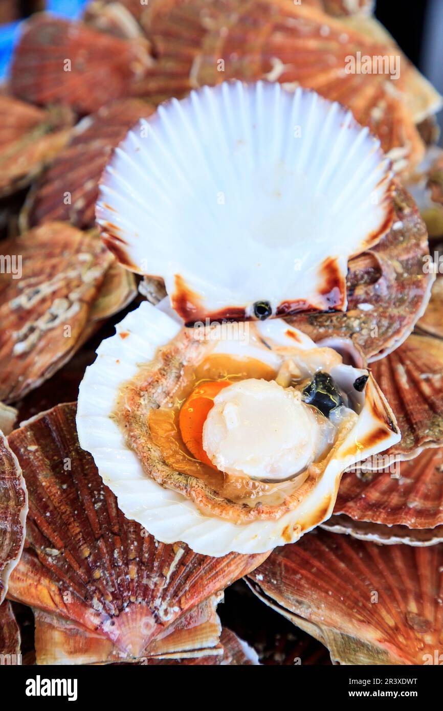 Scallops in a fish shop. Closeup of an open scallop Stock Photo Alamy
