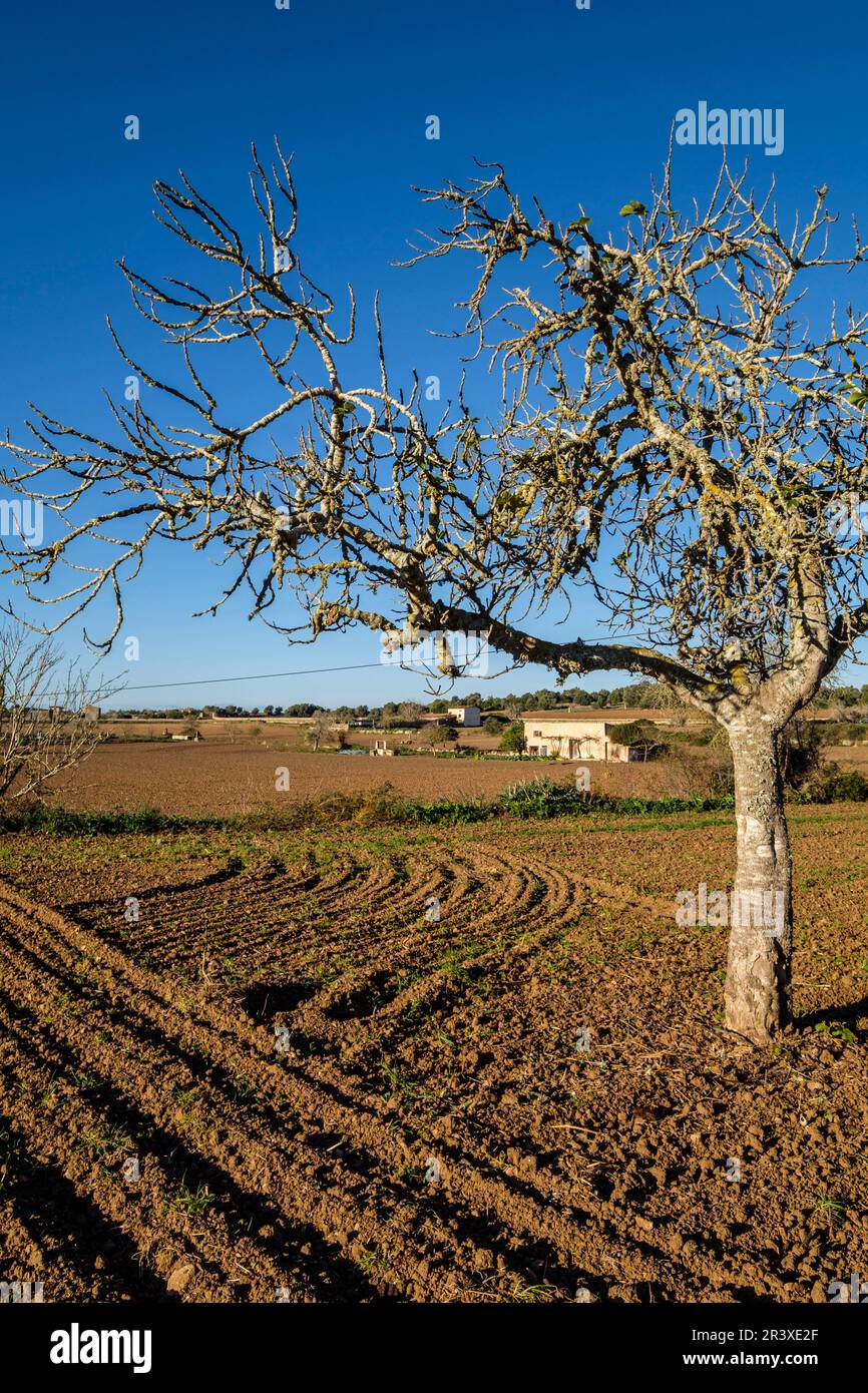 plowed field, Lloret de Vista Alegre, Mallorca, Balearic Islands, Spain. Stock Photo