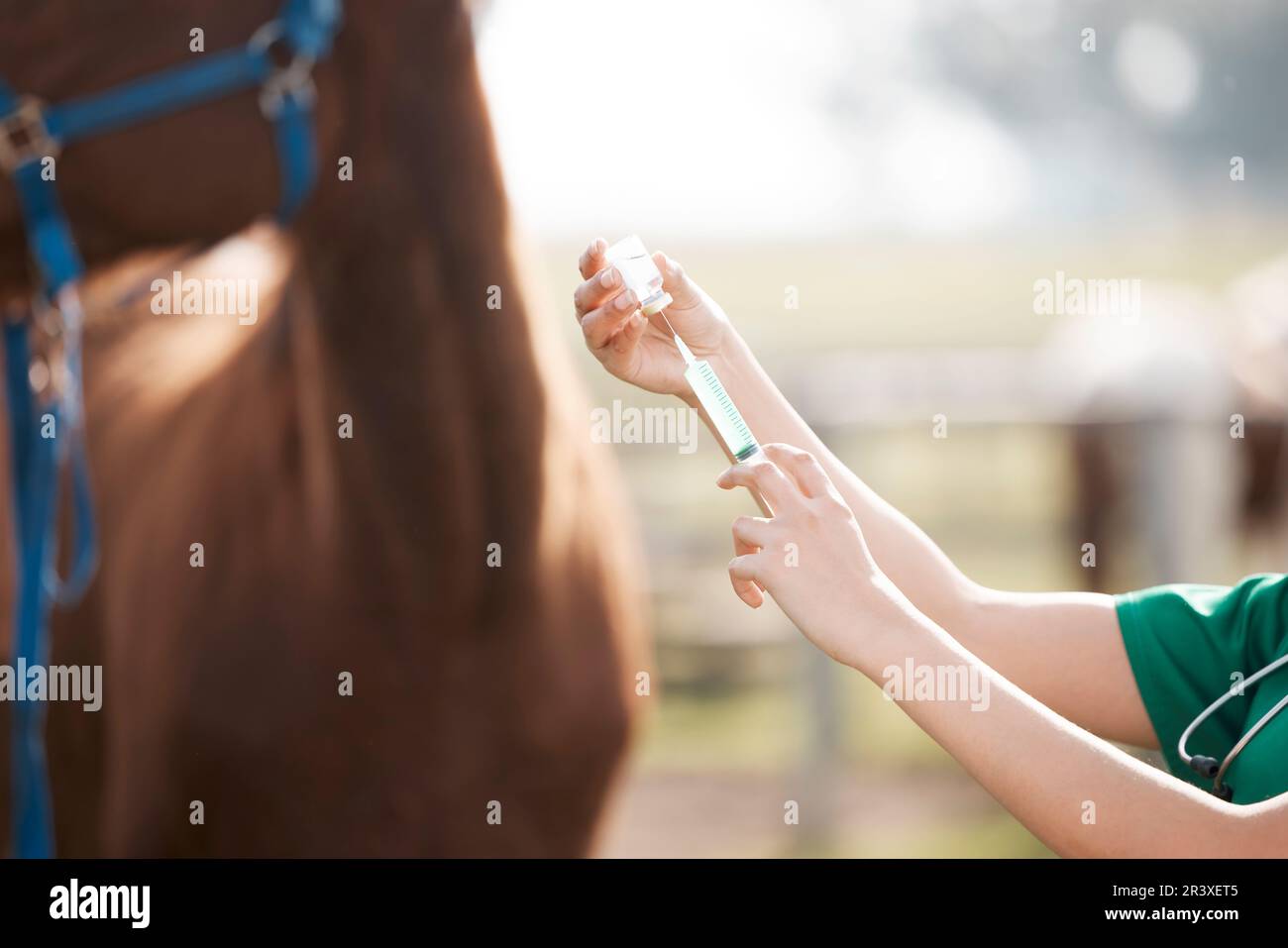 Hands, horse and a vet with a syringe on a farm for the treatment or cure of an animal disease. Healthcare, medical and agriculture with a female Stock Photo