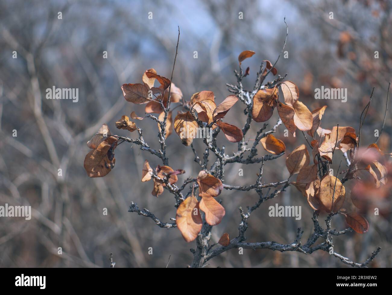 Branch and foliage in autumn concept photo. Front view photography with ...