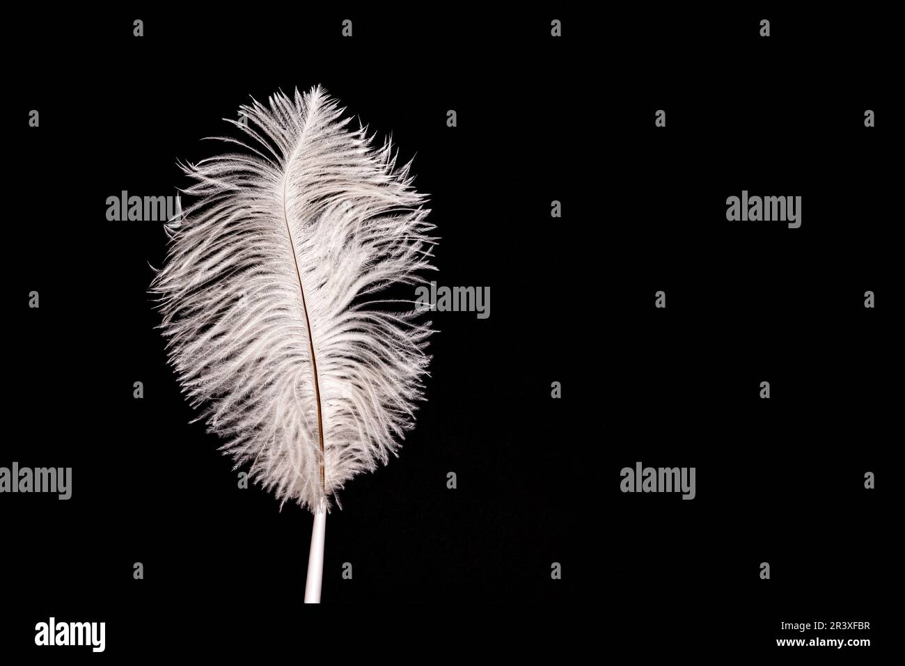 White fluffy feather pen on black paper background Stock Photo