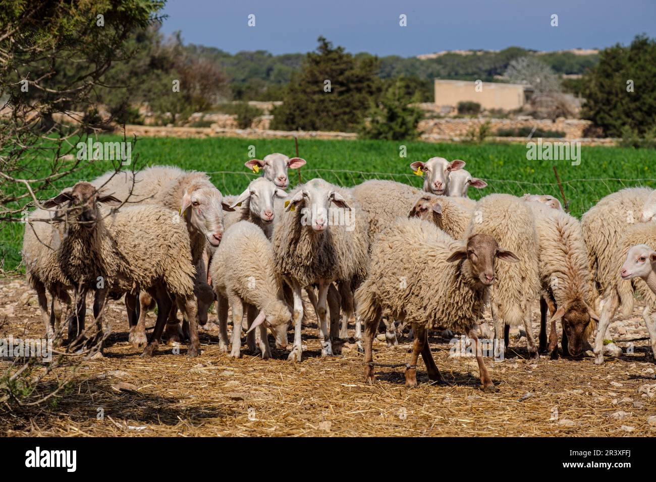 Flock of sheep in a field Stock Photo - Alamy