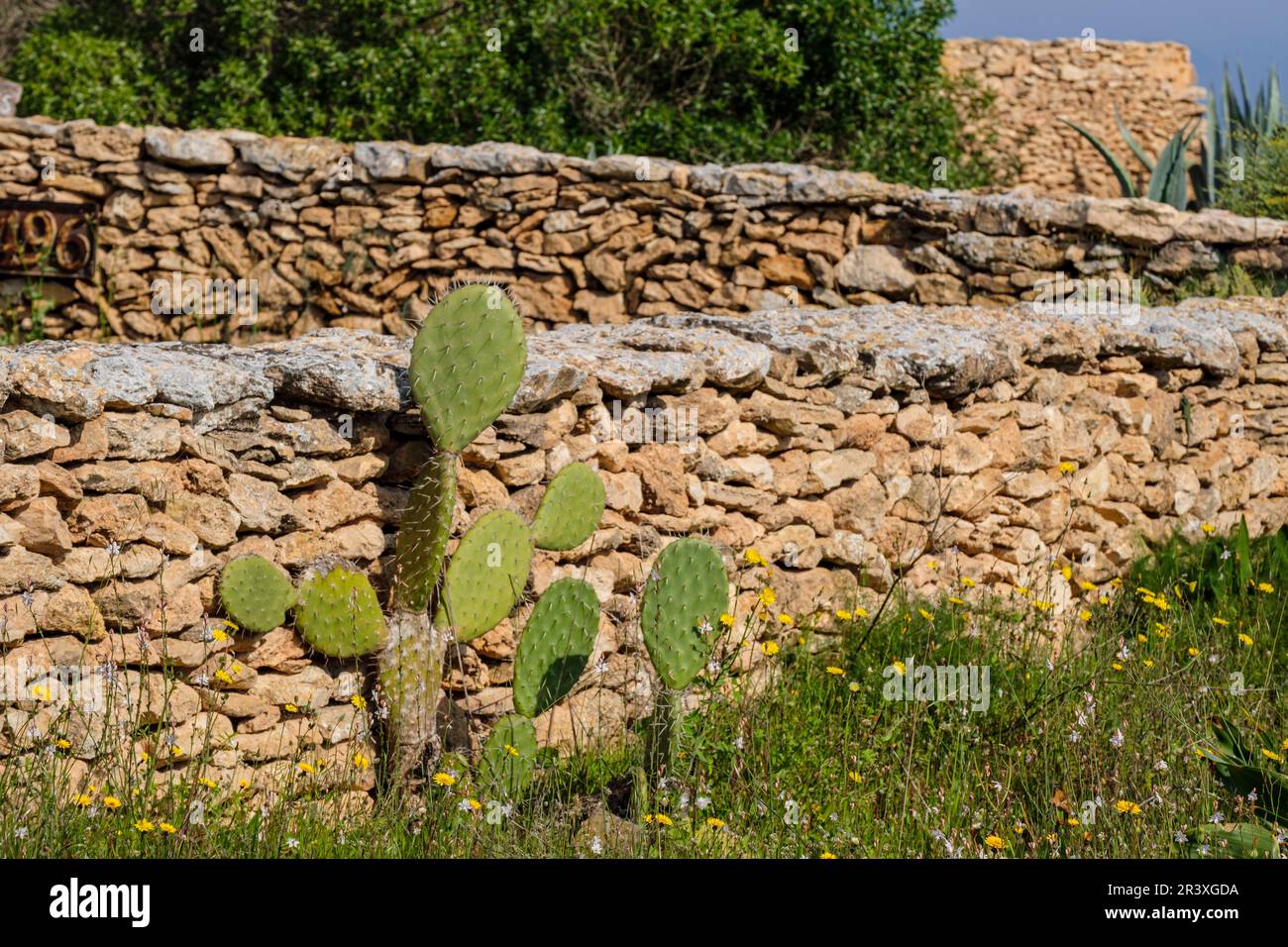 Traditional stone walls for agricultural land Stock Photo Alamy