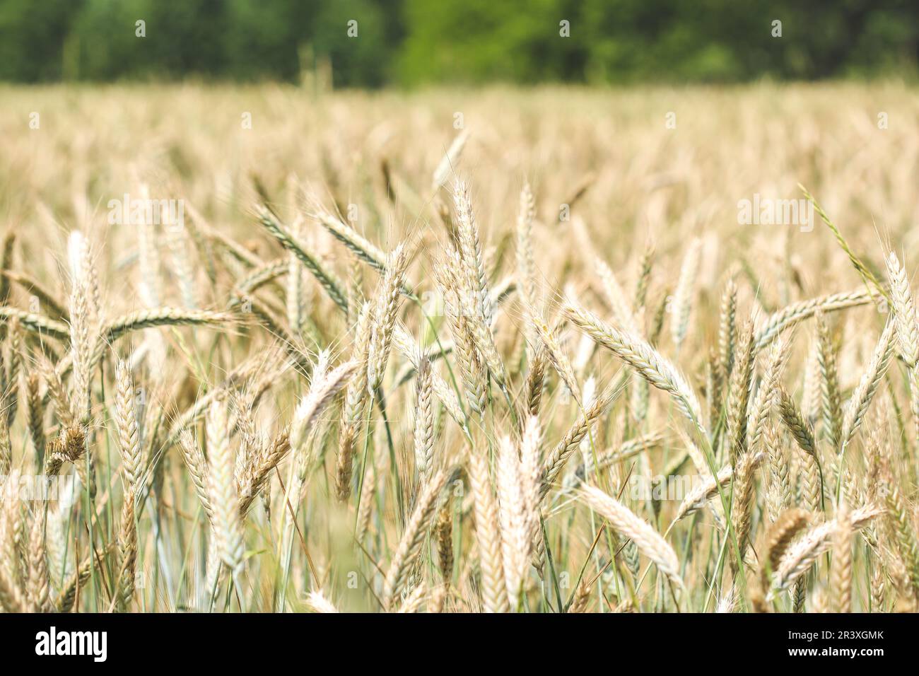 Farming rye hi-res stock photography and images - Alamy
