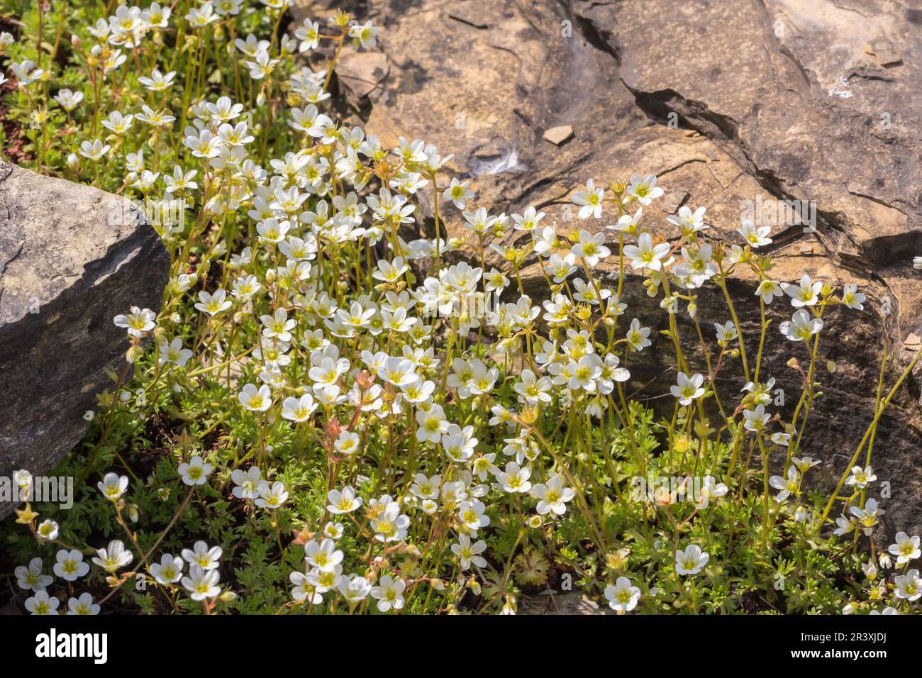 Saxifraga pedemontana, known as Saxifrage, Rockfoil Stock Photo