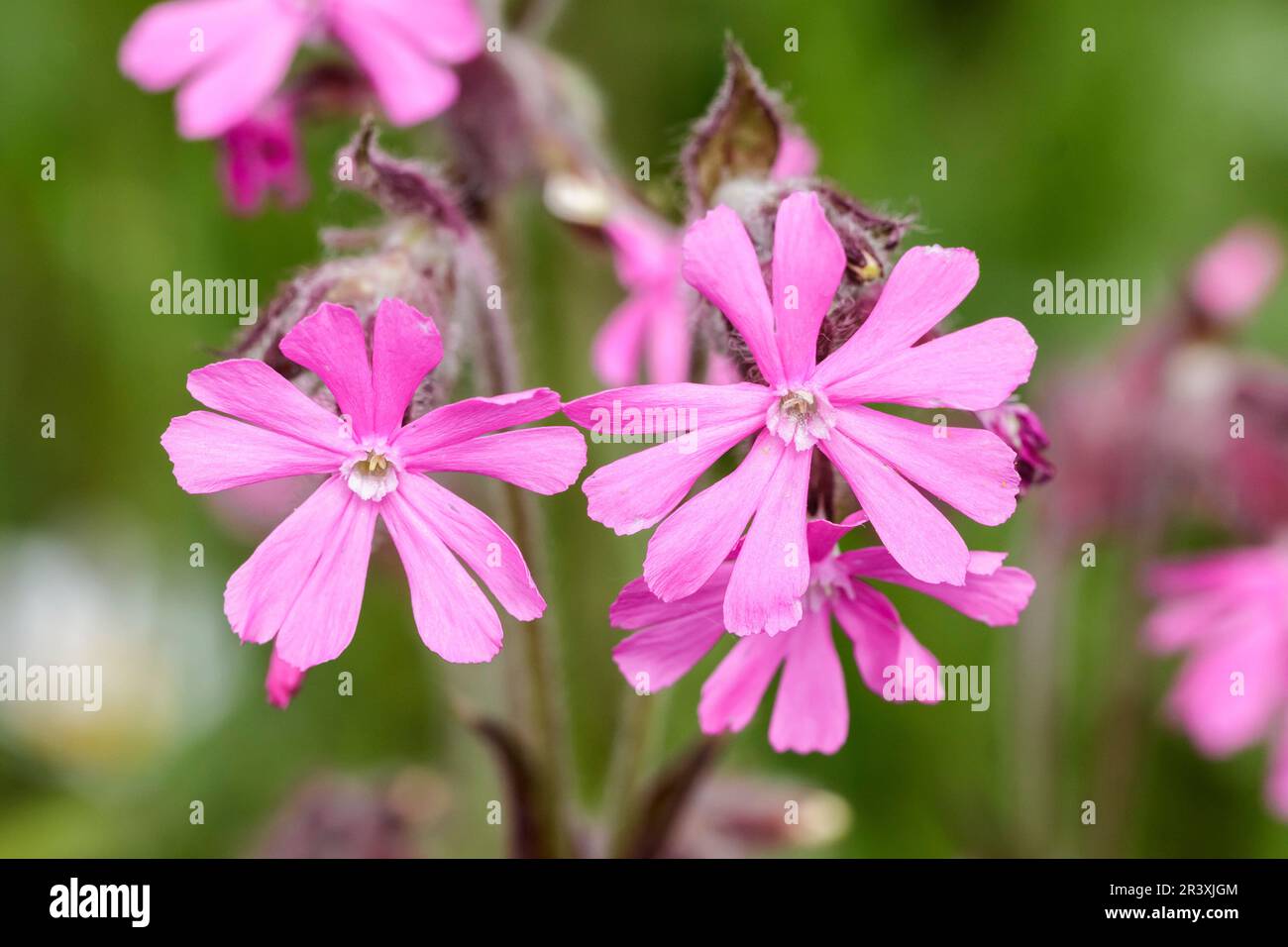 Silene dioica, known as Red campion, Red catchfly, Morning campion, Rough robin, English maiden Stock Photo