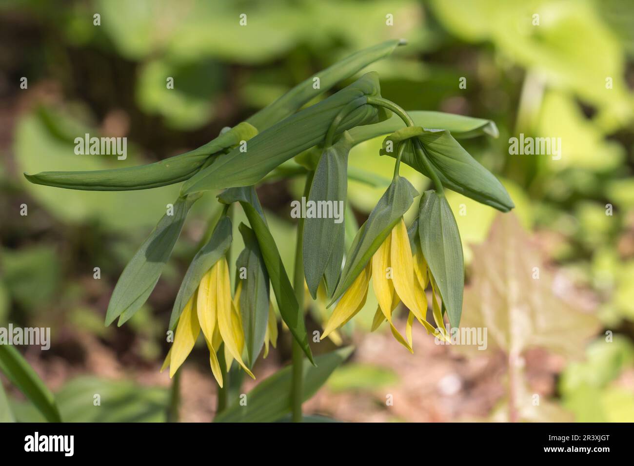 Uvularia grandiflora, known as the Large flowered bellwort, Flowered bellwort Stock Photo