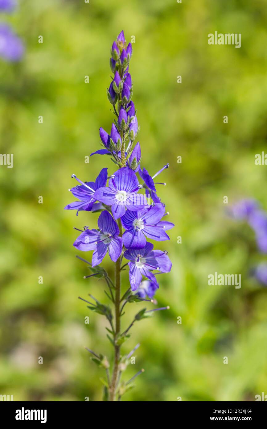 Veronica teucrium, known as Speedwell Stock Photo