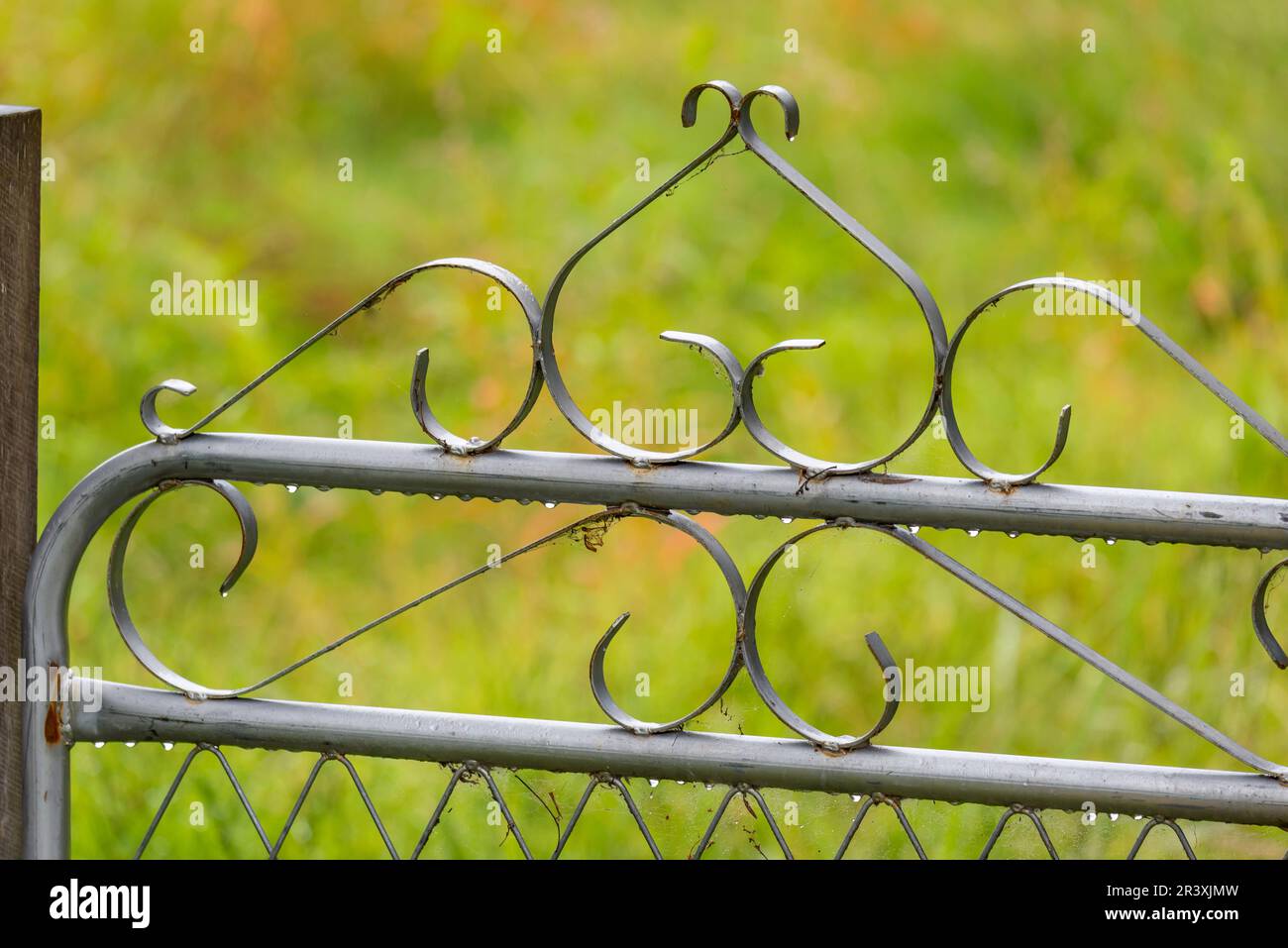 Water droplets cling to an ornate galvanized steel gate on a rainy day Stock Photo